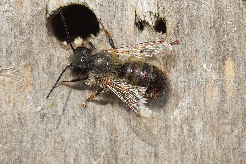 特写一只年老的雄性红梅森蜜蜂，Osmia rufa，坐在一个巢前